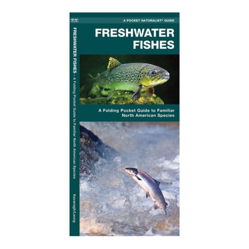 Freshwater Fishes: A Folding Pocket Guide to Familiar North American Species