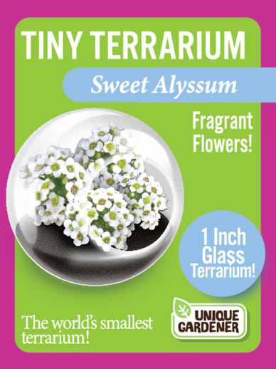 Sweet Alyssum (Tiny Terrarium)