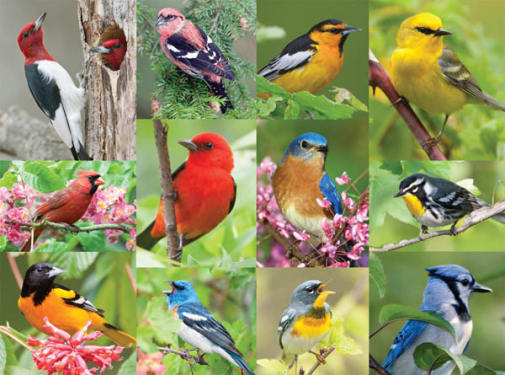 Birds of a Feather Puzzle (500 pieces)