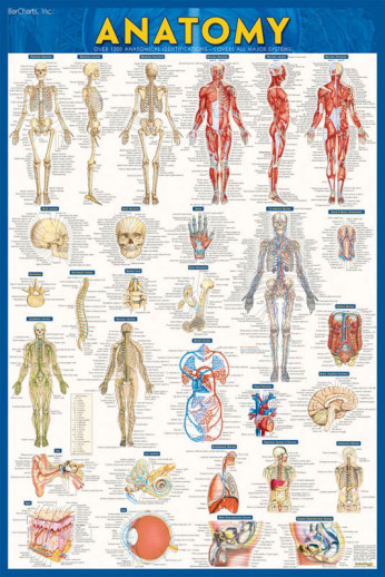 Shop Anatomy Posters