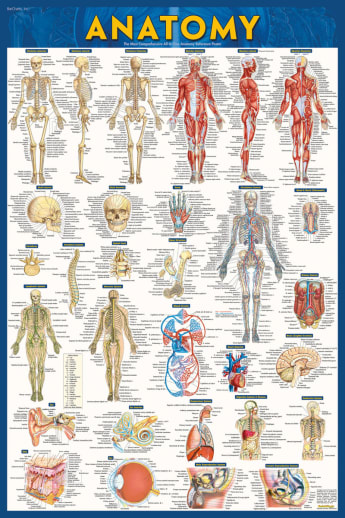Anatomy Poster - Laminated