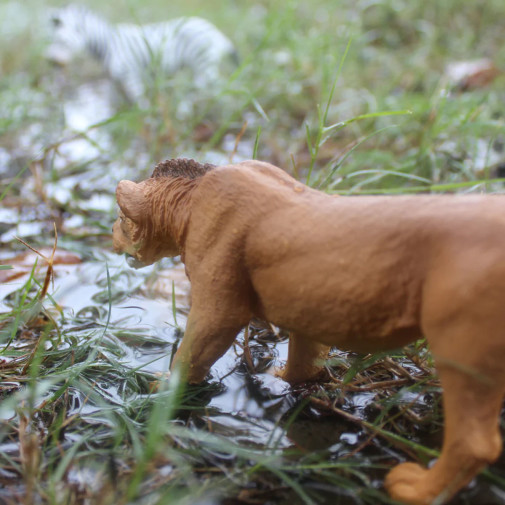 素晴らしい価格 Male Adolescent Lion Wildlife) Safari (Wild サプライ・アクセサリ・グッズ