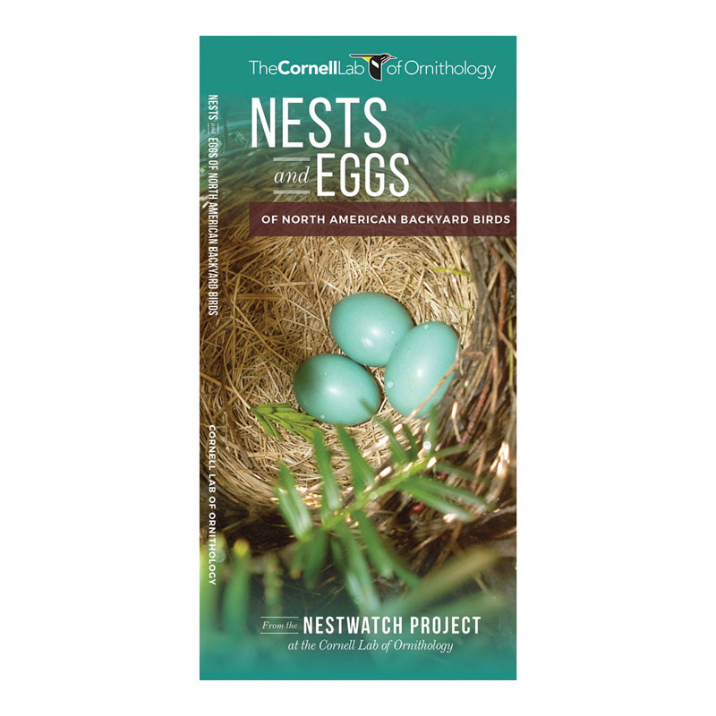 NestWatch  Identifying Nests and Eggs - NestWatch