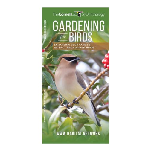 Gardening for Birds: Enhancing Your Yard to Attract and Support Birds