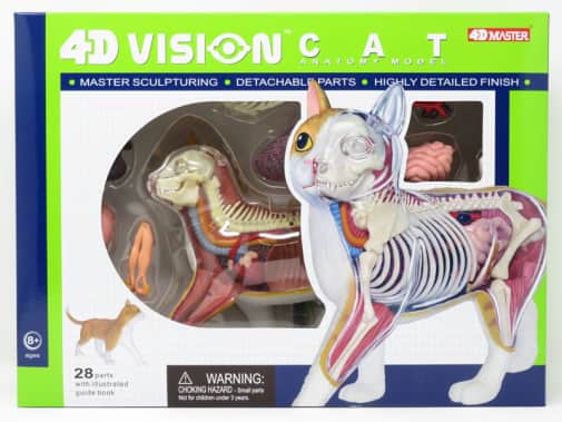 4D Orange Cat Anatomy Model