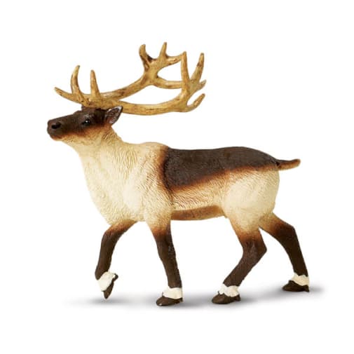 Reindeer