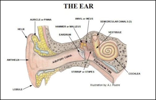 Ear - 6 x 9 Chart