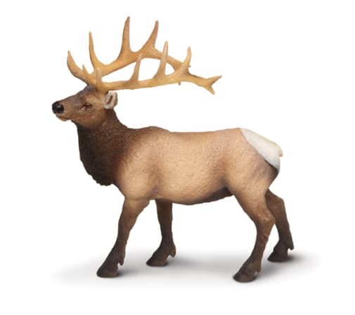 Elk Bull (North American Wildlife)