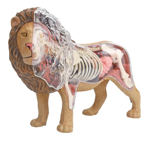 4D Vision Lion Anatomy Model