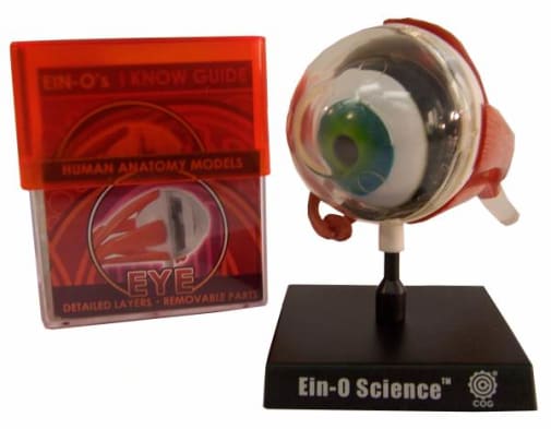 Eye Human Anatomy Model