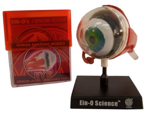 Eye Human Anatomy Model