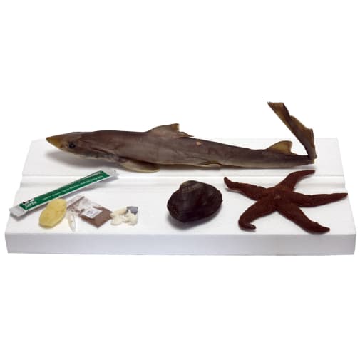 Marine Biology Dissection Specimens (Clam, Starfish, and Dogfish Shark)