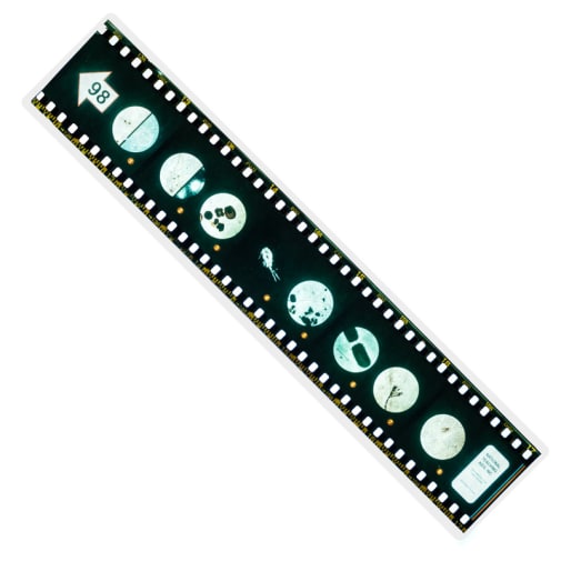 Microslide, Ecology Under Microscope