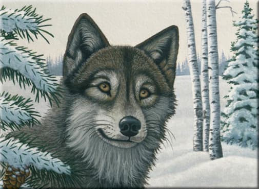 Painting By Numbers - Snow Wolf (Junior Large)