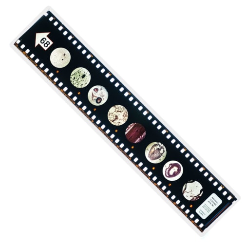 Microslide, Circulatory System