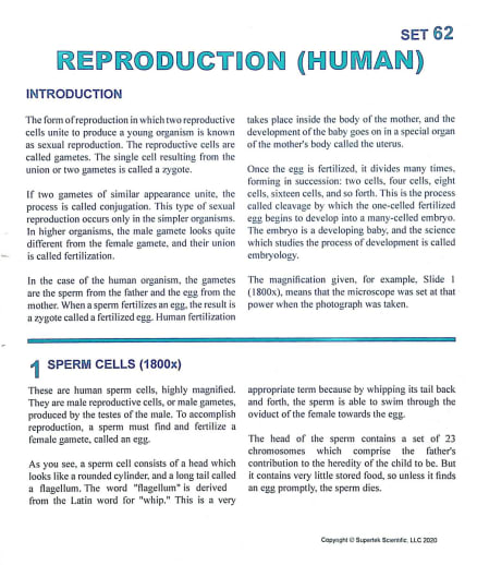 Reproduction (human) Microslide Lesson Set