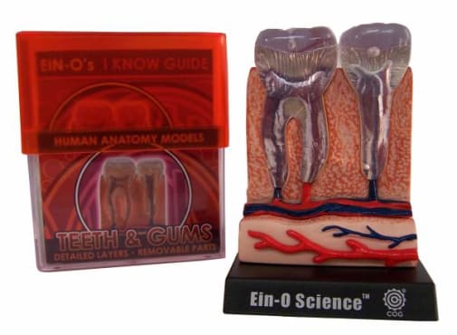 Teeth Human Anatomy Model