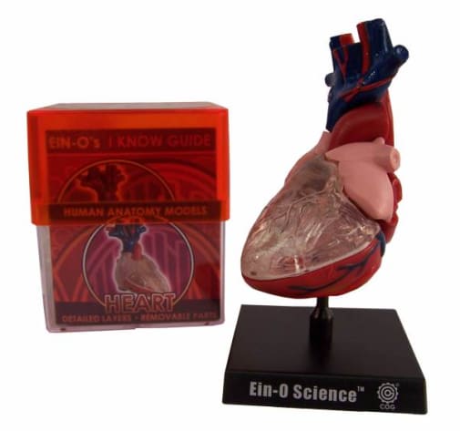 Heart Human Anatomy Model