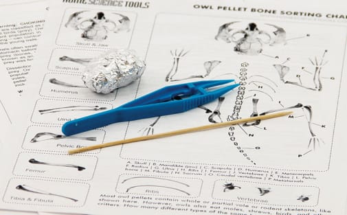 Owl Pellet Dissection Kit