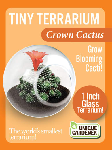 Crown Cactus (Tiny Terrarium)