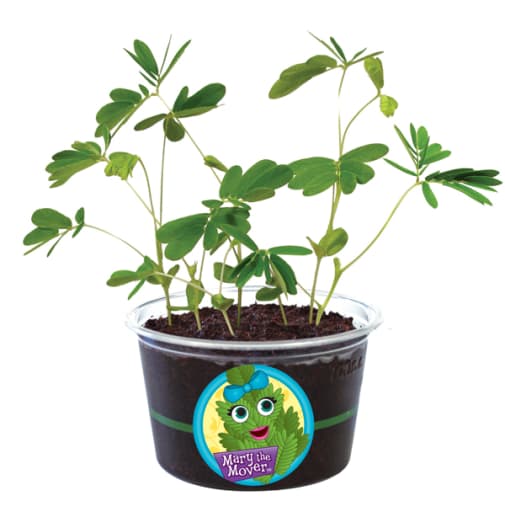 Michele the Mover (Eco Seed Sprouts)