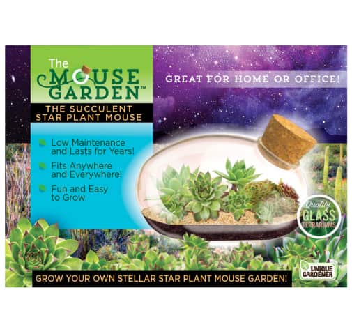 Succulent Star Mouse Plant (Mouse Garden)