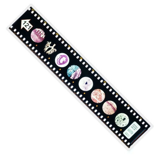 Microslide, Your Body Set