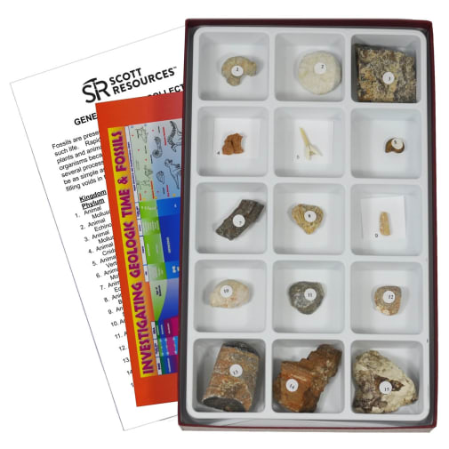 General Fossil Collection