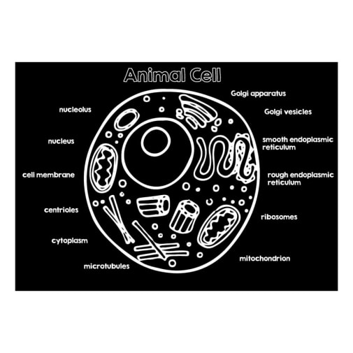 Animal Cell 12" x 17" Mat (Reversible)
