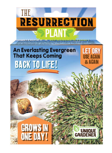 Resurrection Plant (Dinosaur Plant)