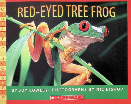 Red-Eyed Tree Frog