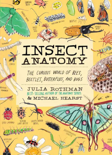 Insect Anatomy: Curious World of Bees, Beetles, Butterflies, and Bugs