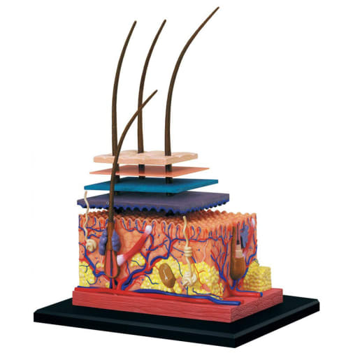 4D Skin Anatomy Model