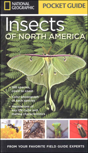 Pocket Guide to Insects of North America