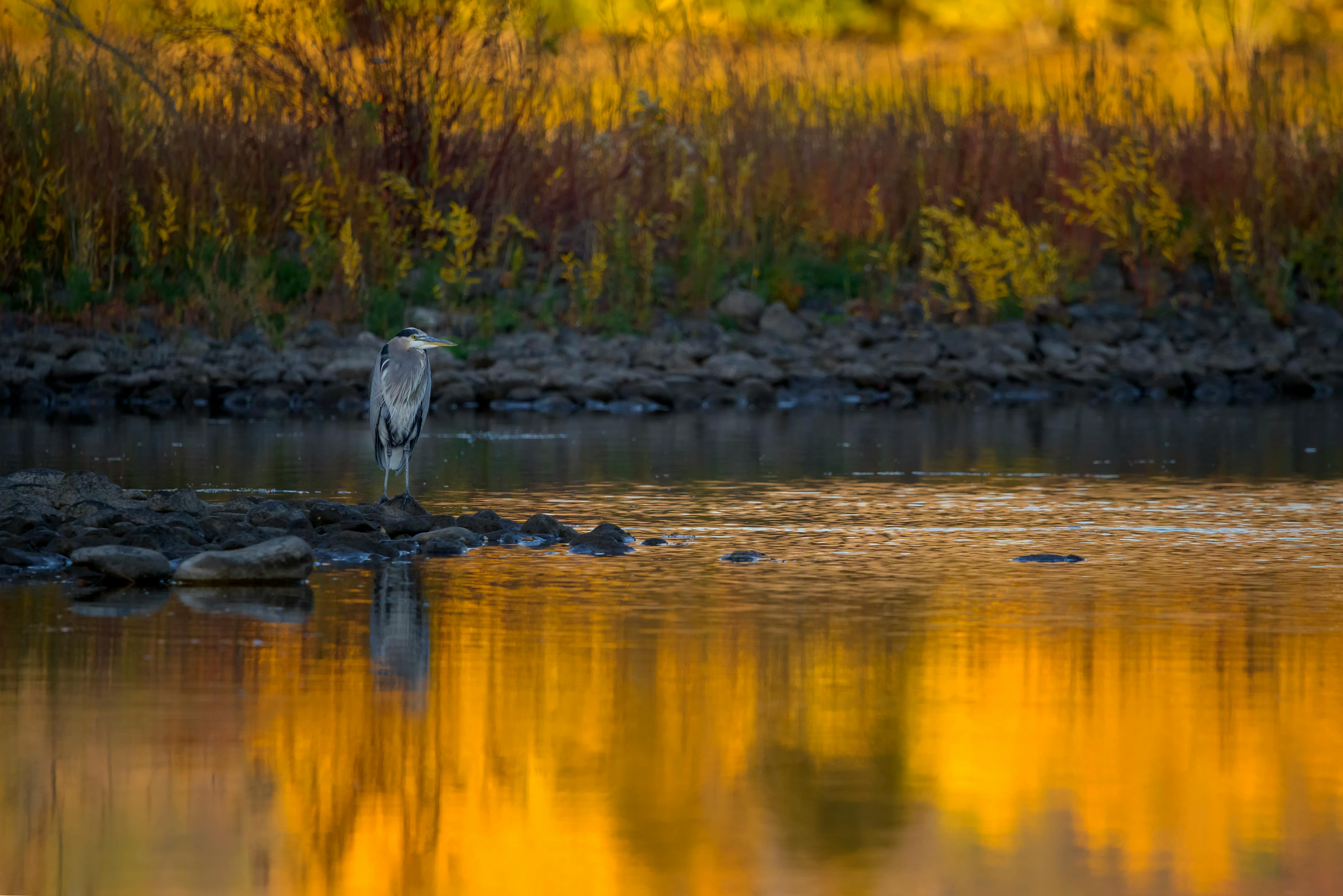 A heron stands by the reflective waters at sunset in East Wenatchee, WA.