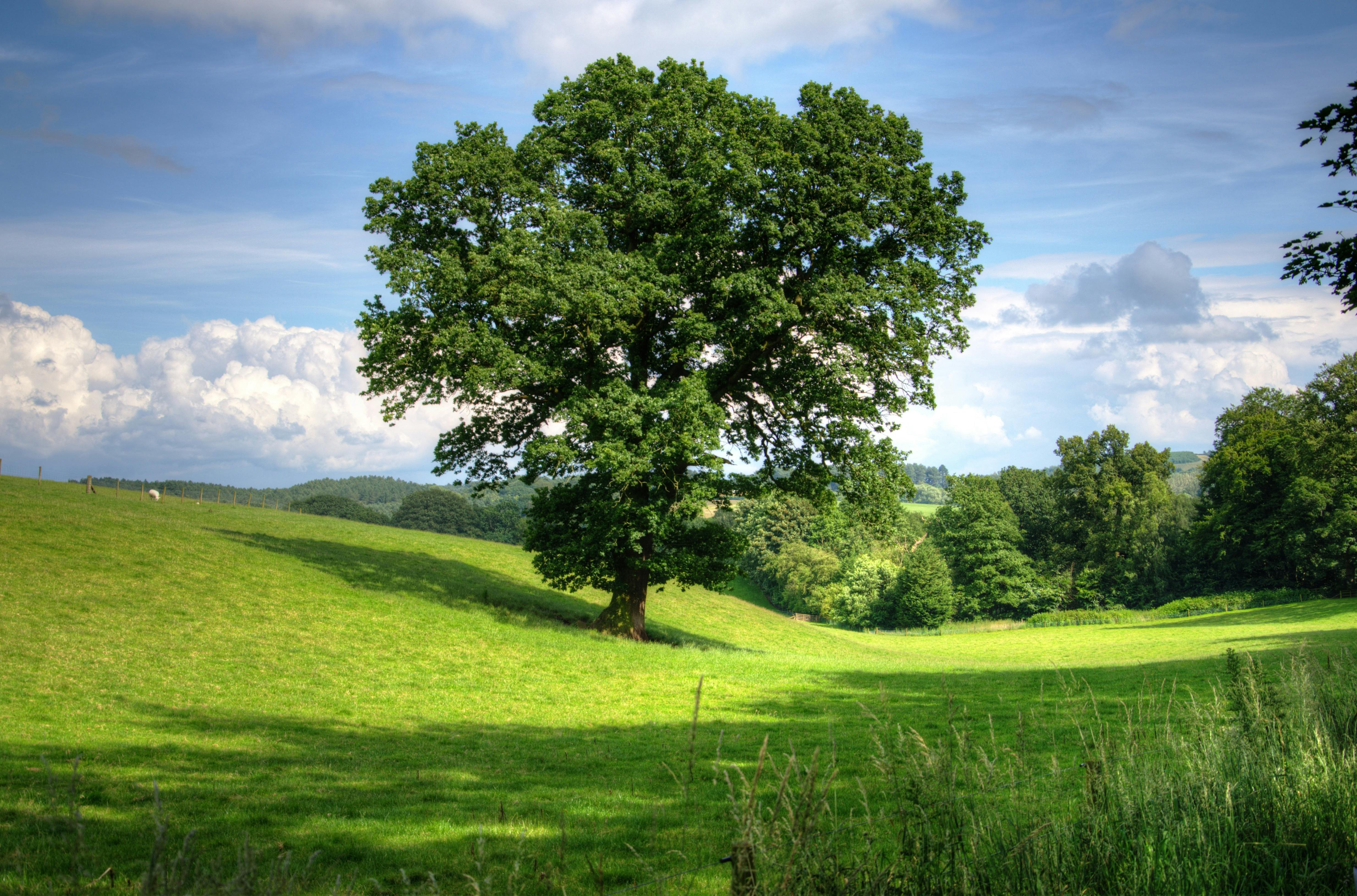 Looking up through the dense green canopy in a vibrant forest, showcasing nature's beauty.