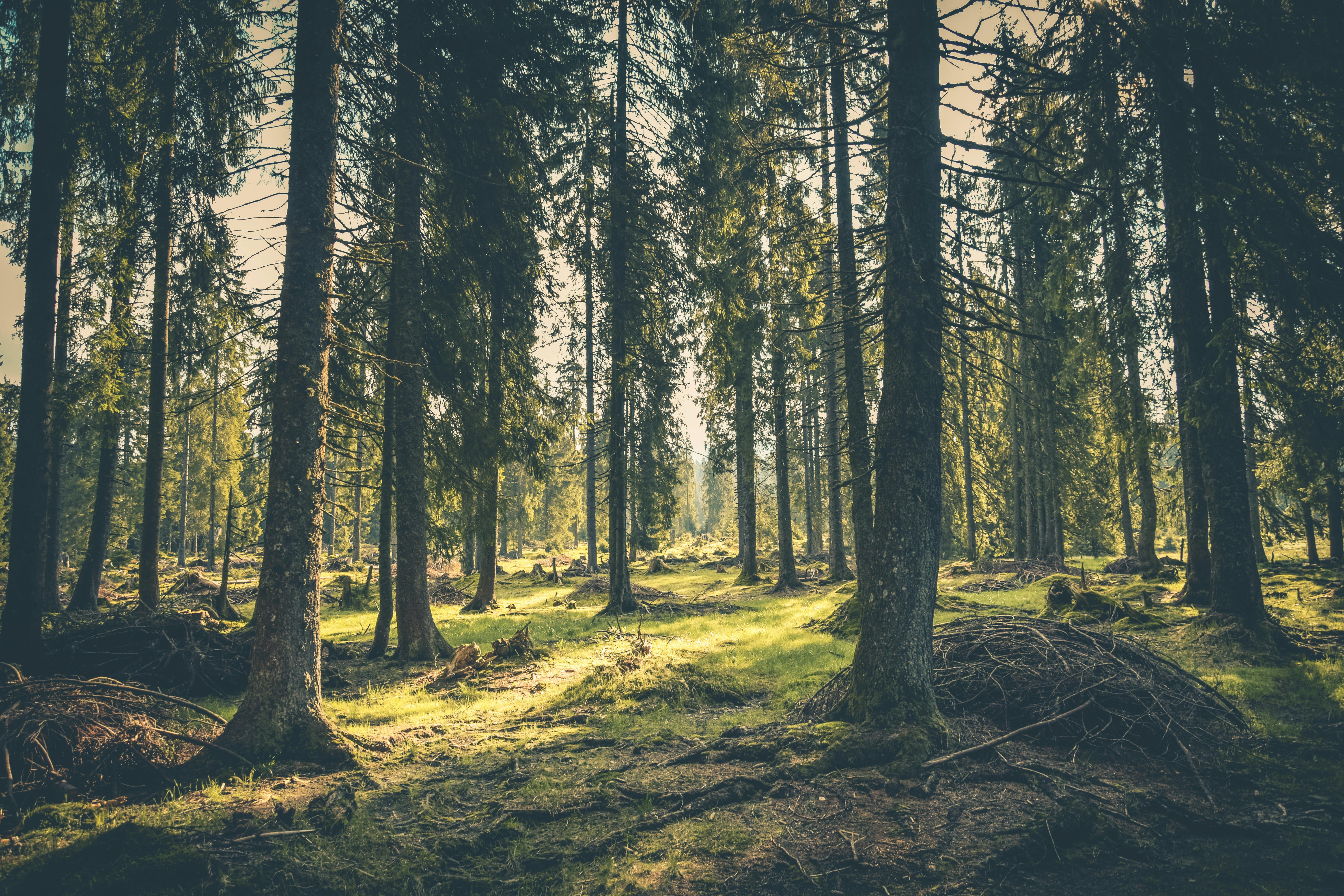 Tranquil forest with lush greenery and towering trees in Budureasa, Romania.