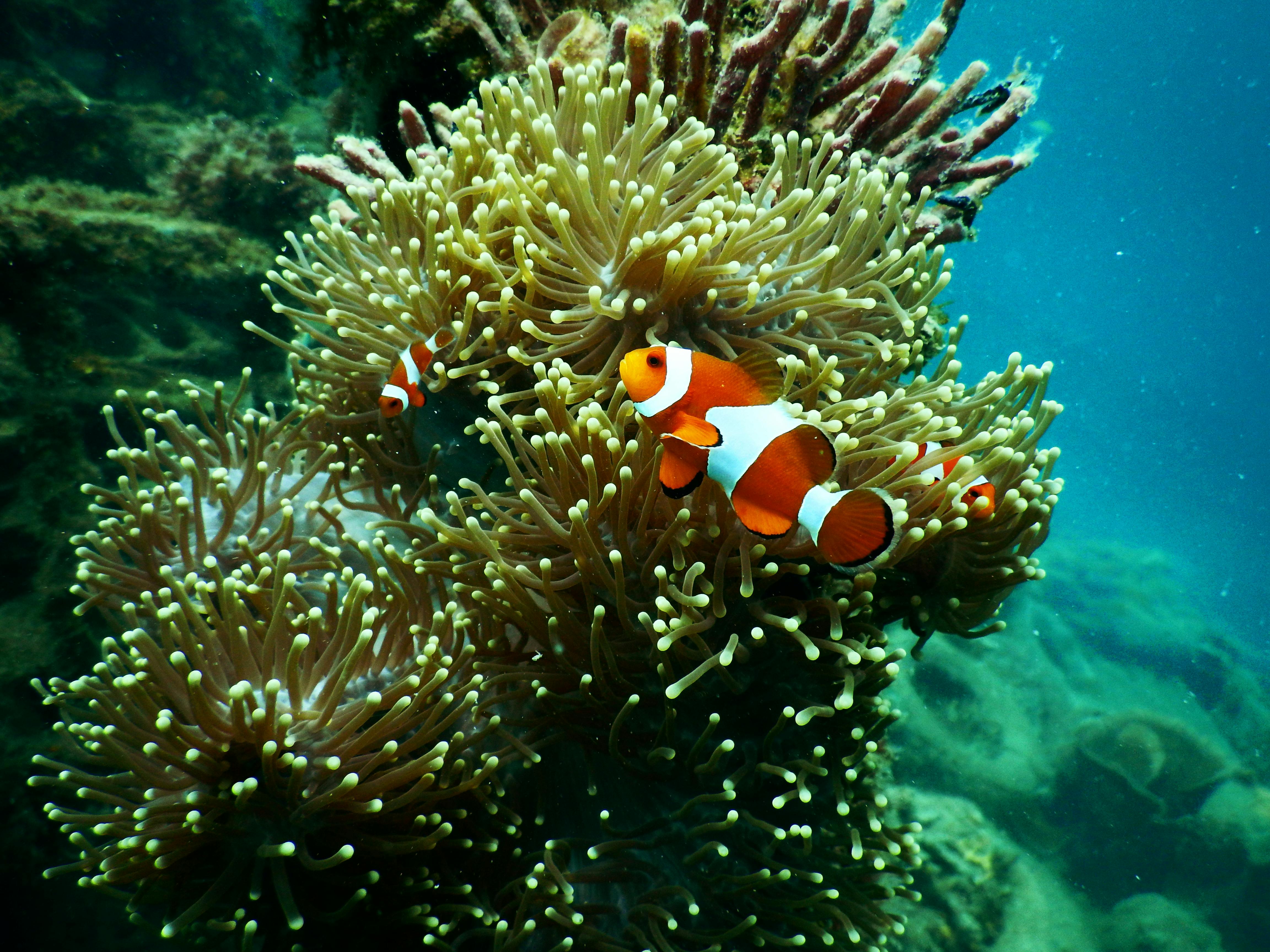 Colorful clownfish among vibrant anemones in Indonesia's coral reef, showcasing rich marine life.