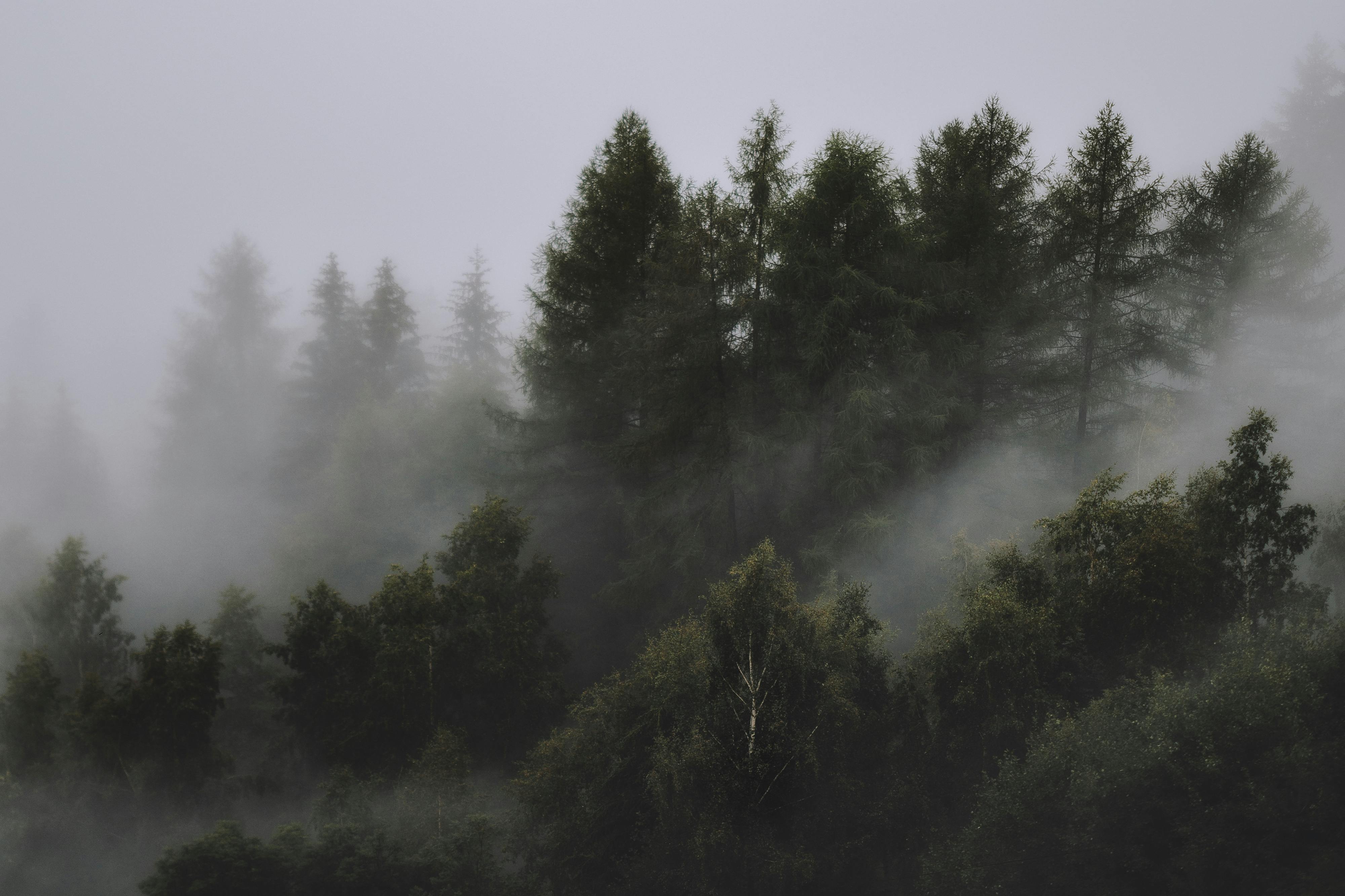 Serene view of a mist-covered forest with tall coniferous trees and thick fog.