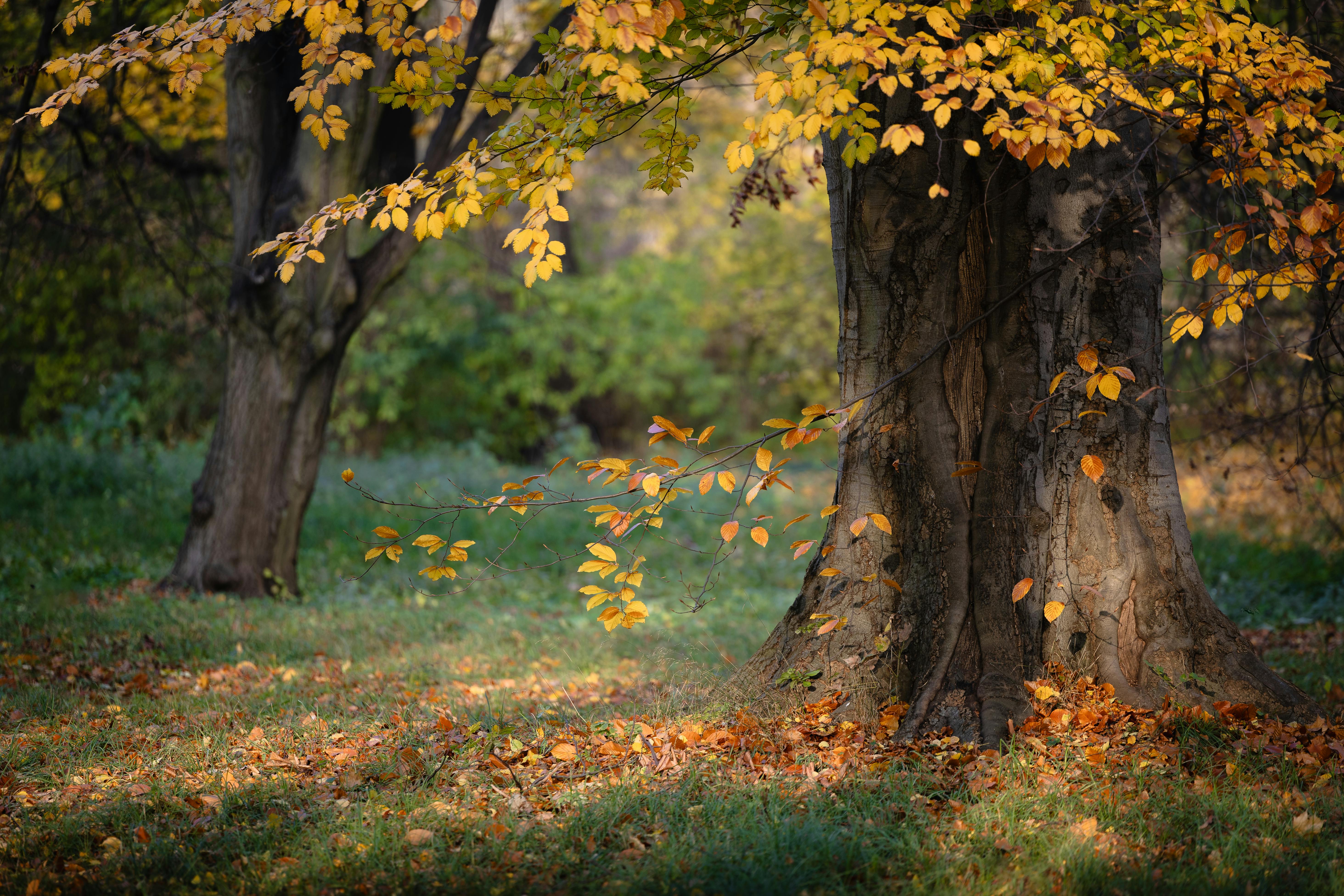 Top view of vibrant, scattered autumn maple leaves creating a textured fall background.
