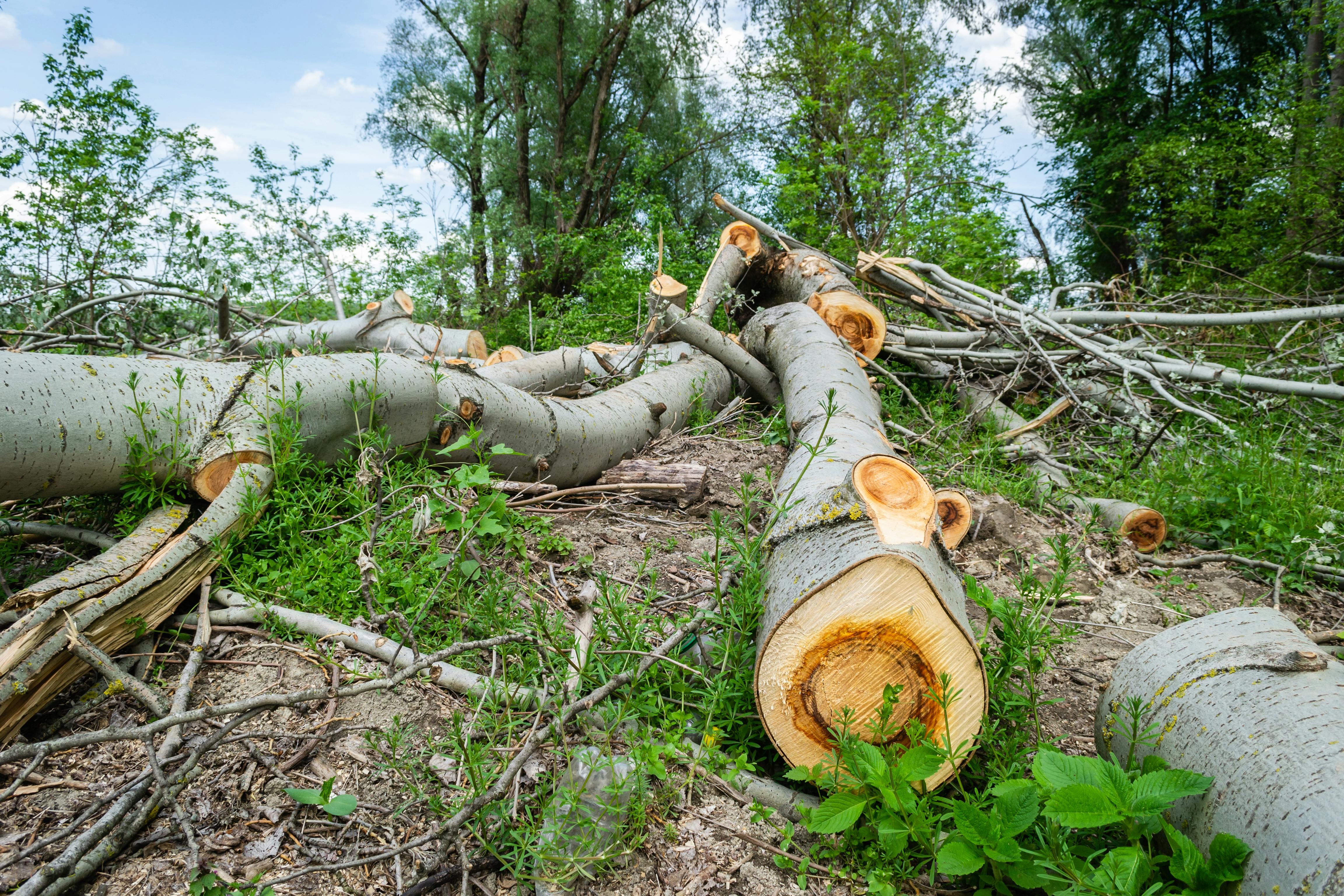 Chopped logs amidst forest clearing in Serbia, highlighting deforestation impact.