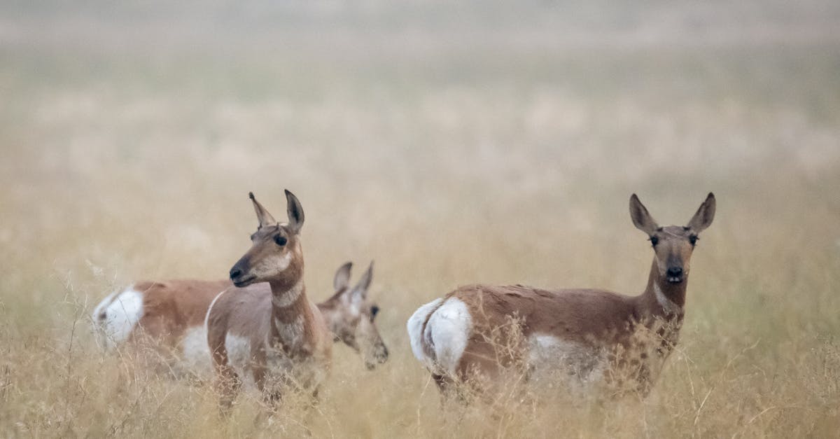 A group of pronghorn antelope grazing peacefully in a misty summer meadow, embodying natural tranquility.