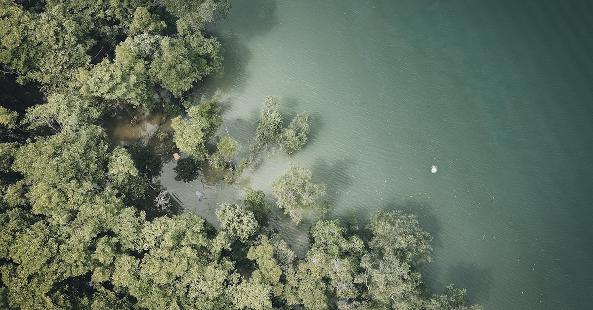 A serene aerial view showcasing a lush forest meeting calm waters, captured in vibrant green tones.