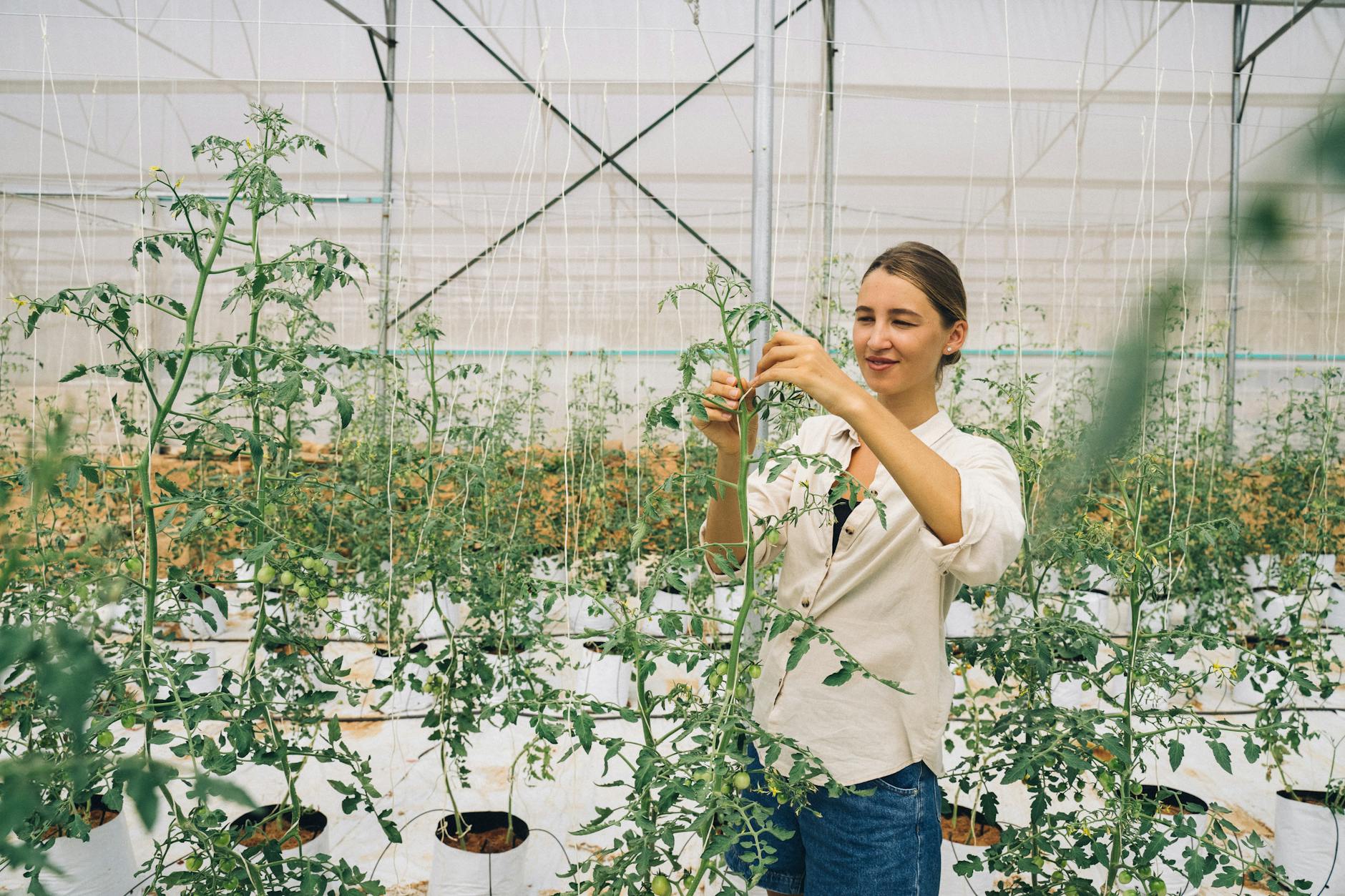 A woman tending to tomato plants inside a greenhouse, focusing on plant care.