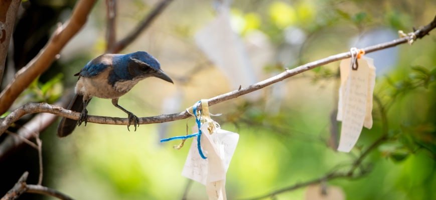 Want pandemic relaxation? Here's why spending time in outdoor garden spaces might help