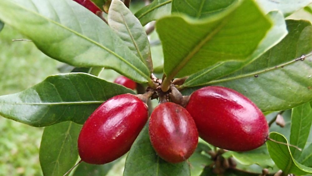 The Miracle Berry Could Be a Miracle