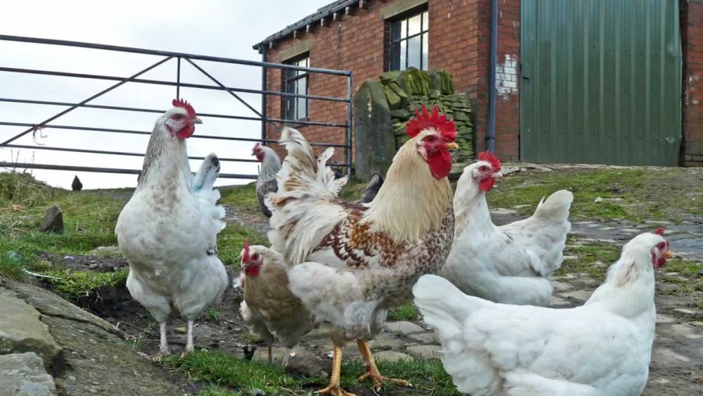 Salmonella Outbreaks: Who's Watching the Hens?