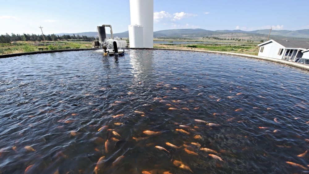 Fish Farms: A Panacea Gone Wrong