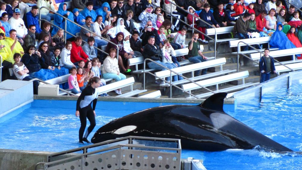 What Our Treatment of Orcas Tells Us About Our Societal Health