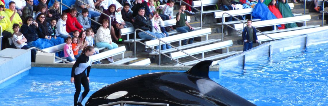 What Our Treatment of Orcas Tells Us About Our Societal Health